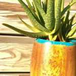 aloes na blizny