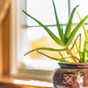 aloes na co pomaga