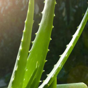 aloes na oparzenia