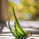 aloes na opryszczkę