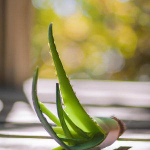 aloes na opryszczkę