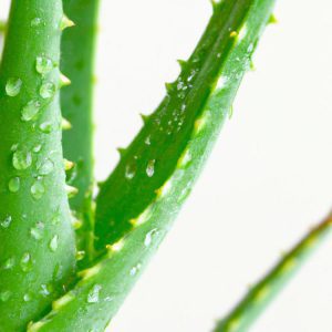 aloes na trądzik